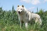SIBERIAN HUSKY 327